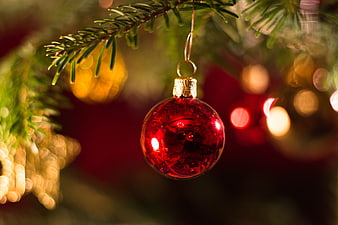 Red Christmas Bauble Hanging on Pine Branch with Warm Bokeh Lights