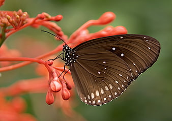Close-up of a Common Crow Butterfly on Red Flowers