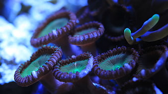 Glowing Green and Blue Coral Polyps in Saltwater Aquarium