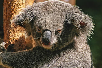 Close-up of a koala clinging to a tree trunk in sunlight