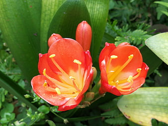 Close-up of vibrant orange Clivia flowers with yellow stamens