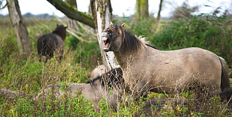 Wild Konik Horse Yawning in Grassy Forest Meadow