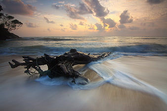 Driftwood on Beach with Long Exposure Waves at Sunset
