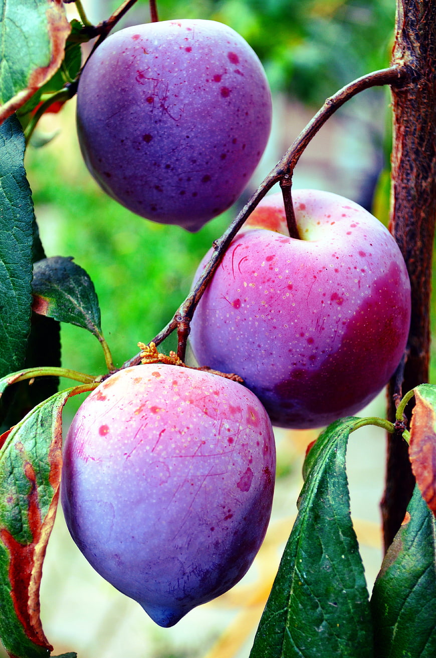 Ripe Purple Plums Hanging on Tree Branch