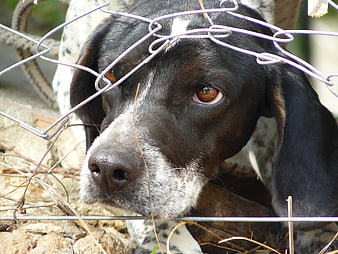 Close-up of a distressed dog behind a wire fence