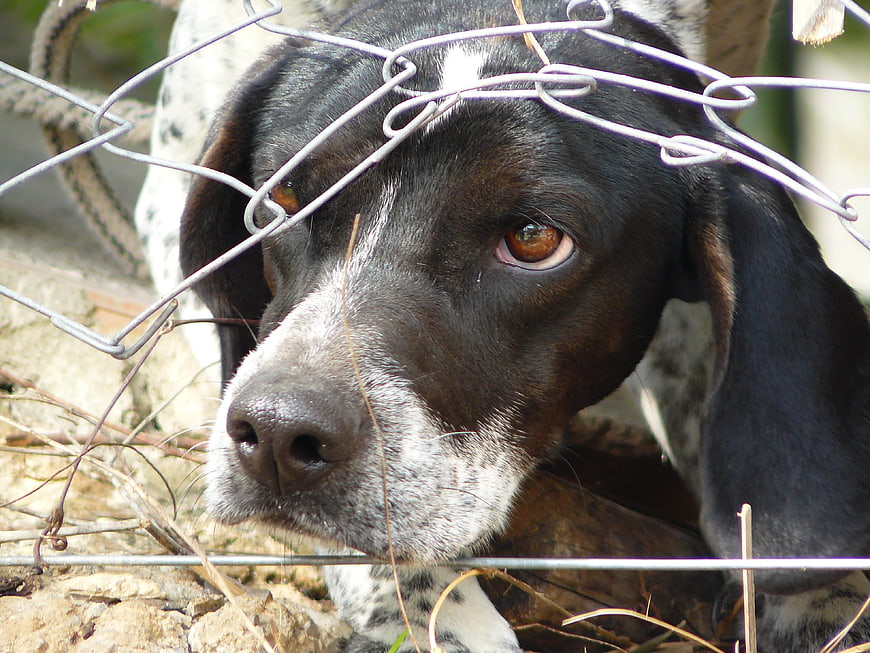 Close-up of a distressed dog behind a wire fence