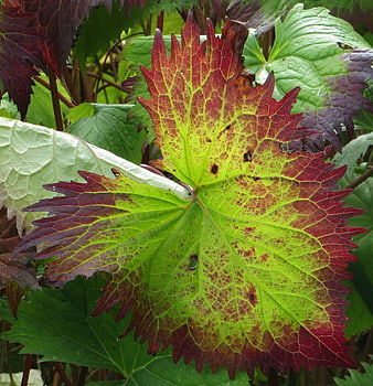 Close-up of vibrant red and green autumn leaf