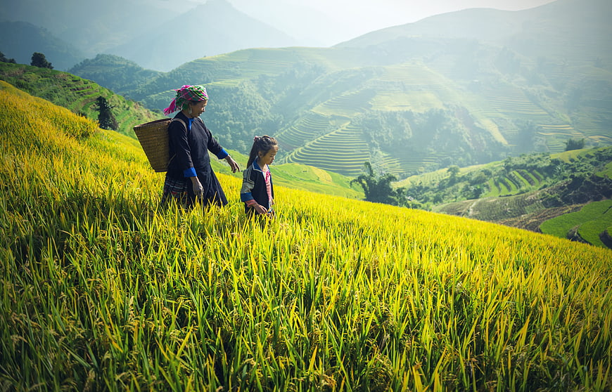 Mother and daughter walking through golden rice terraces in mountains