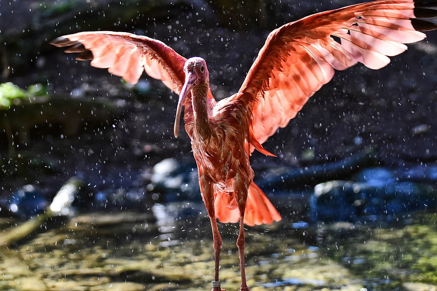 Scarlet Ibis Spreading Wings in Water Splash