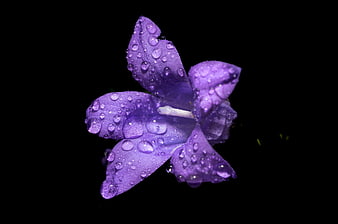 Purple flower with water droplets on black background