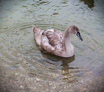 Young brown swan swimming in clear water
