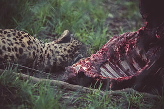 Spotted Hyena Feeding on Animal Carcass in Grass