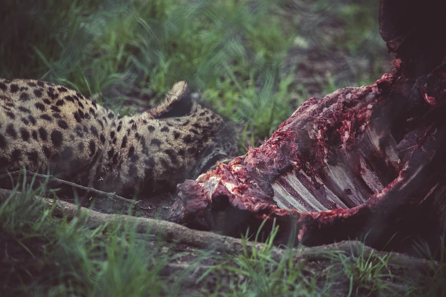 Spotted Hyena Feeding on Animal Carcass in Grass