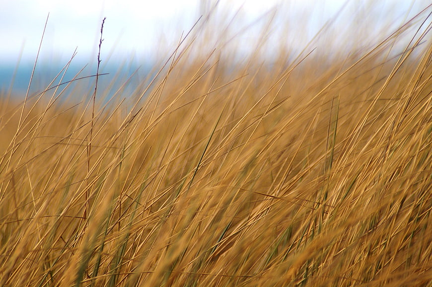 Golden Beach Grass Blowing in the Wind