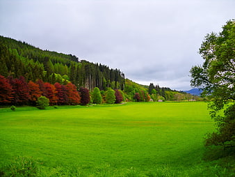 Lush Green Pasture with Colorful Trees and Forest Hill