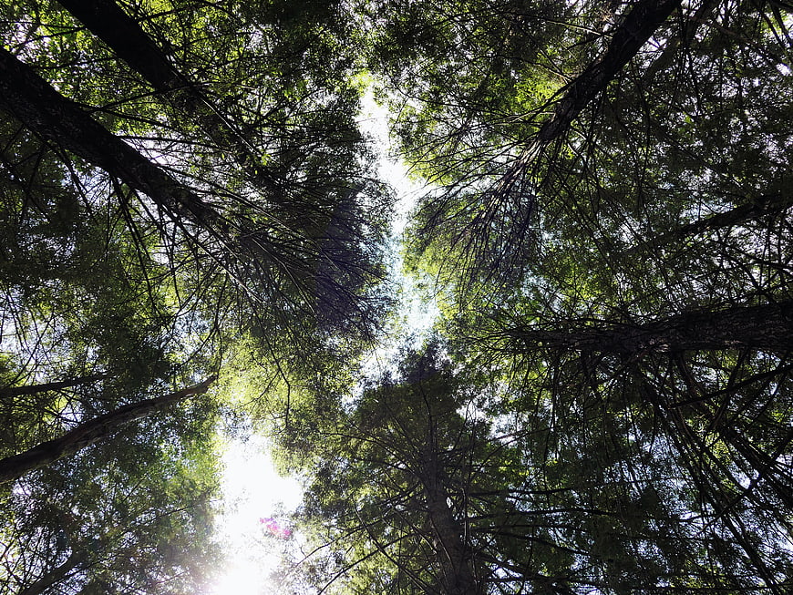 Low angle view of tall pine trees and green forest canopy