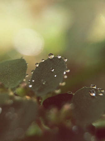 Macro Water Droplets on Green Leaves with Bokeh