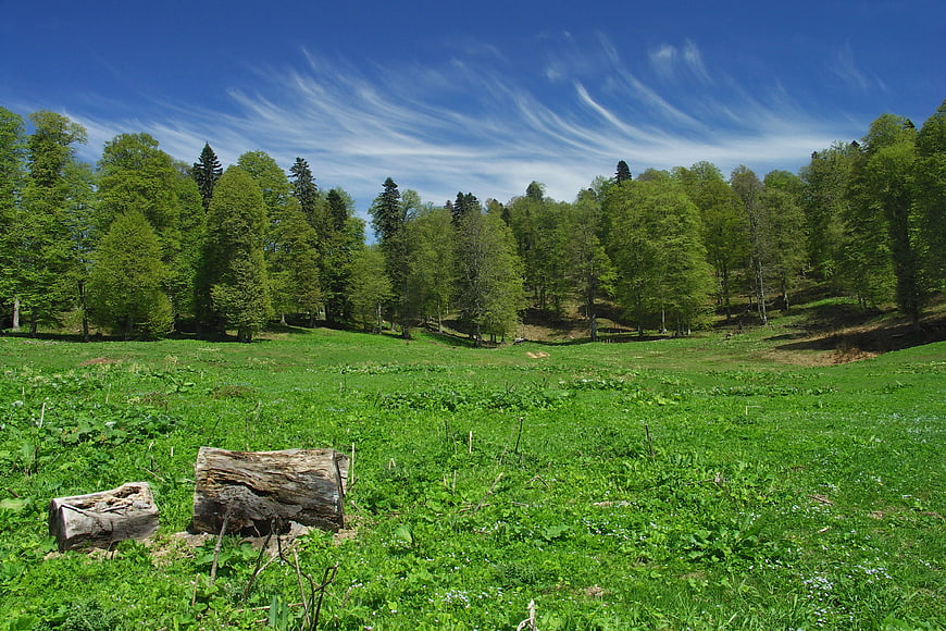 Vibrant Green Meadow with Forest and Blue Sky