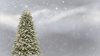Frosted Christmas tree with snow and stars background