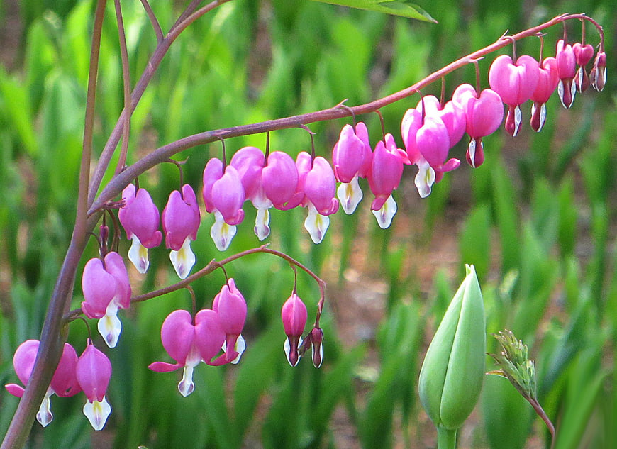 Pink Bleeding Heart Flowers Hanging on a Stem