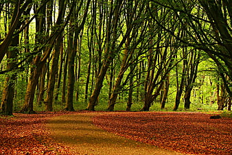Mystical Forest Path With Autumn Leaf Carpet And Tall Trees