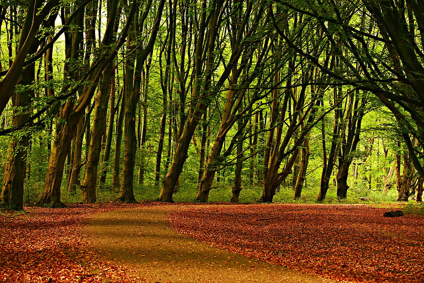 Mystical Forest Path With Autumn Leaf Carpet And Tall Trees