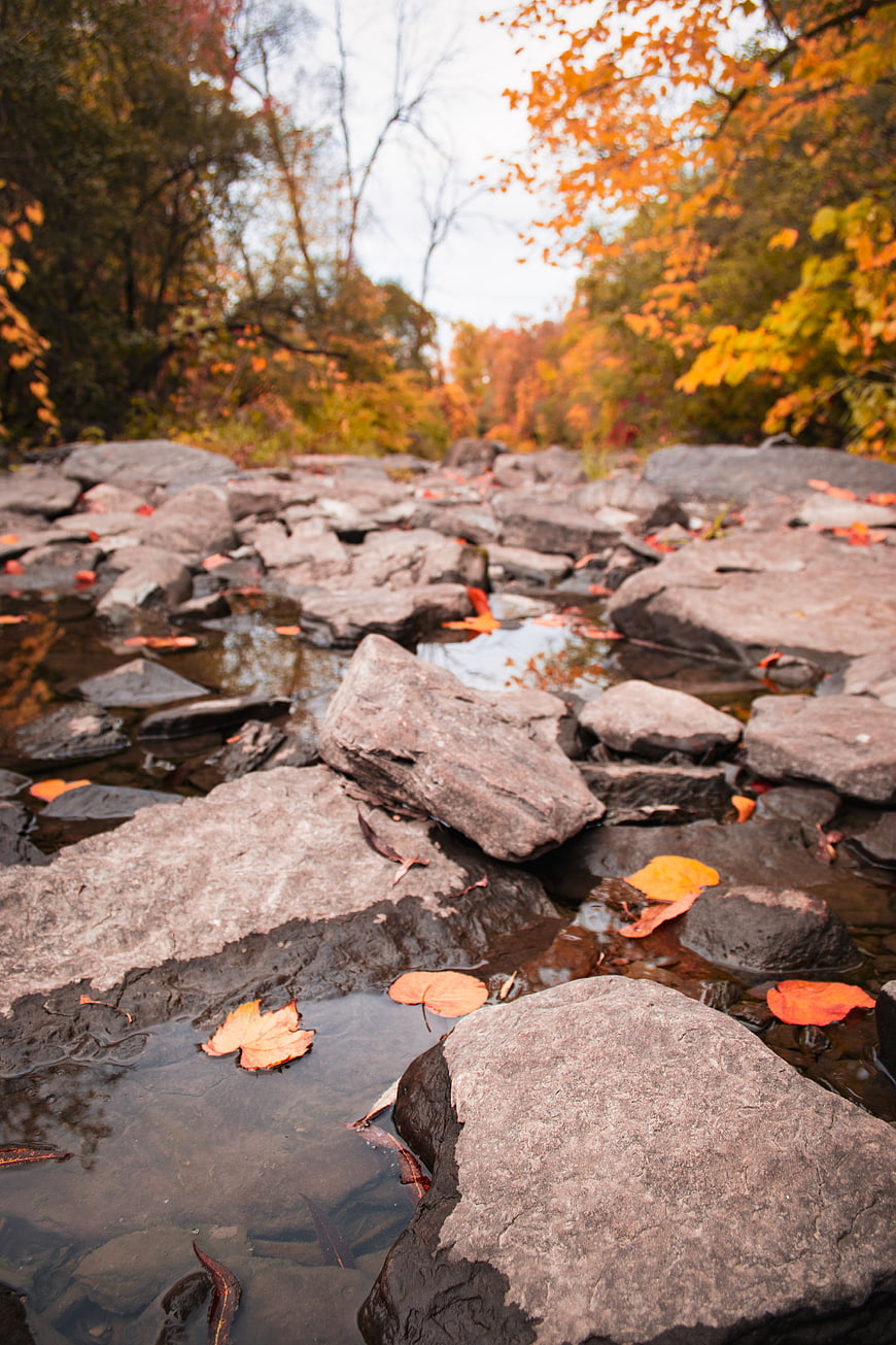 Autumn Stream with Rocks and Fallen Leaves