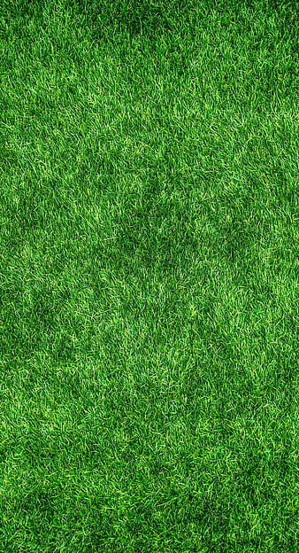 Top View of Vibrant Green Grass Lawn Texture Background