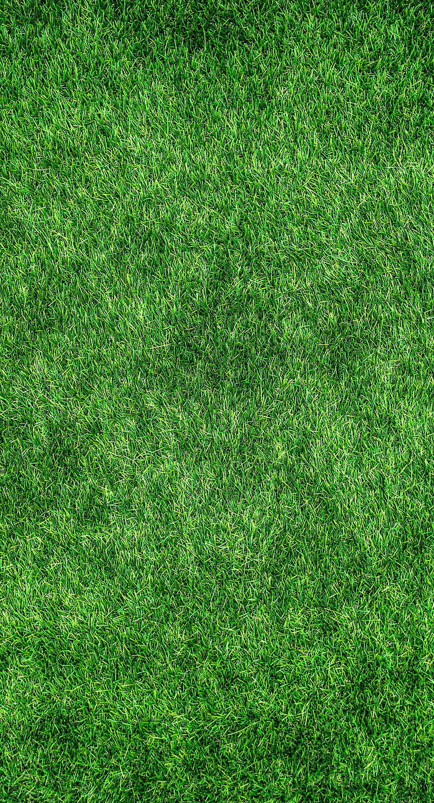 Top View of Vibrant Green Grass Lawn Texture Background