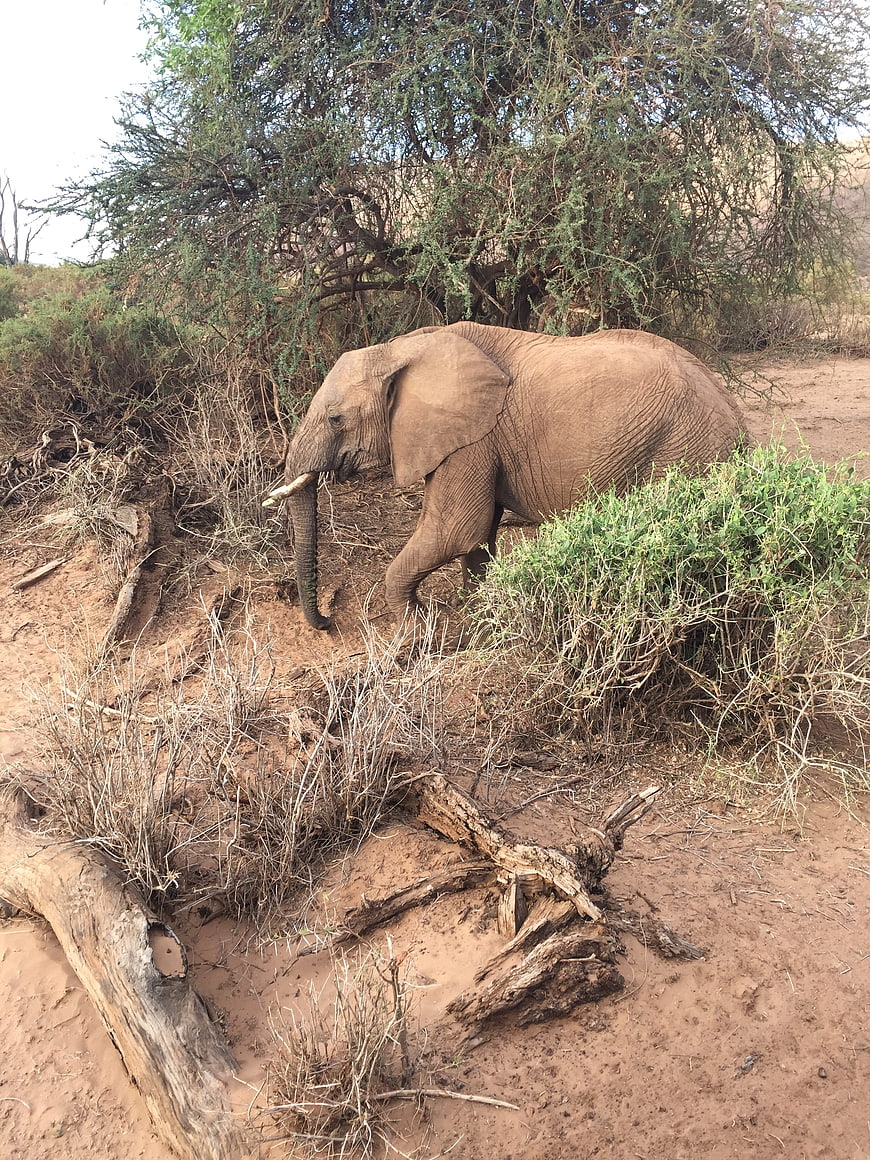 African Elephant Walking Through Dry Bush Landscape