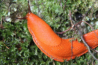 Vibrant Orange Slime Slug on Green Moss