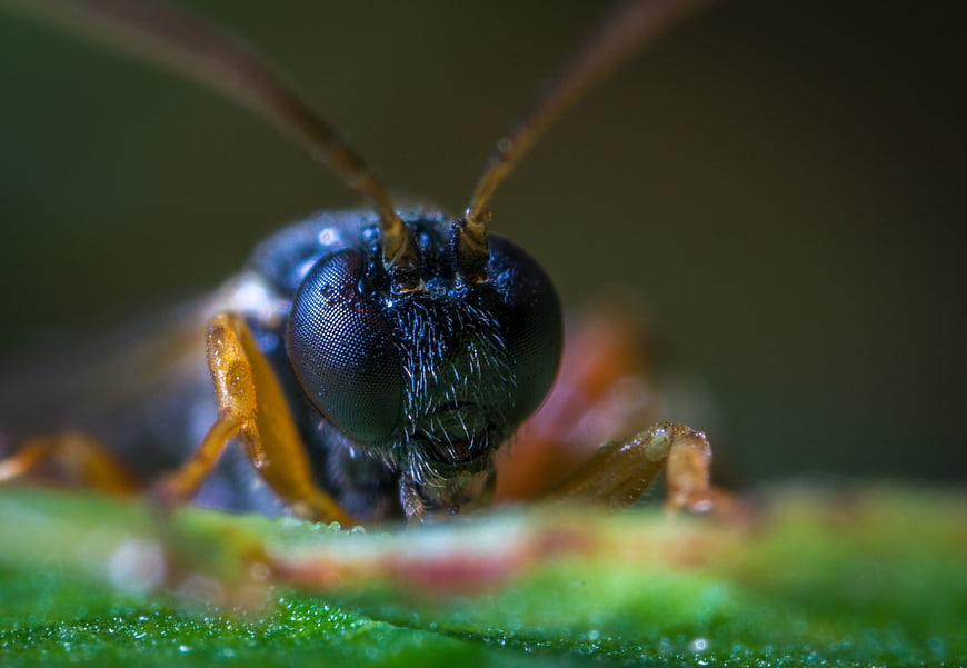 Macro Close-Up of a Wasp on a Green Leaf