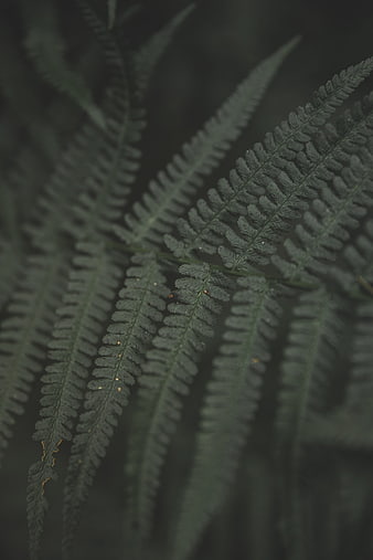Close-up of dark green fern fronds with soft focus background