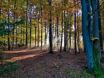 Sunbeams in a Golden Autumn Forest with Misty Atmosphere