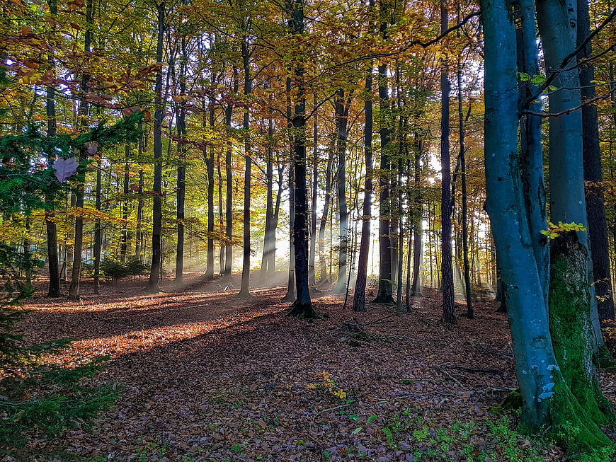 Sunbeams in a Golden Autumn Forest with Misty Atmosphere