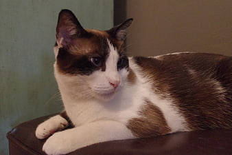 Relaxed Calico Cat Resting on Leather Furniture