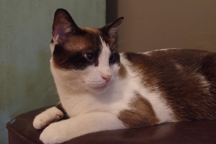 Relaxed Calico Cat Resting on Leather Furniture