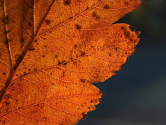 Close-up of textured orange autumn leaf with detailed veins