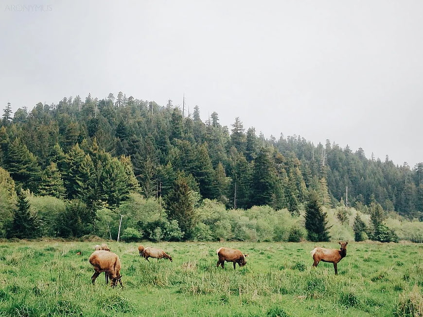 Deer Grazing in Green Meadow with Forest Background