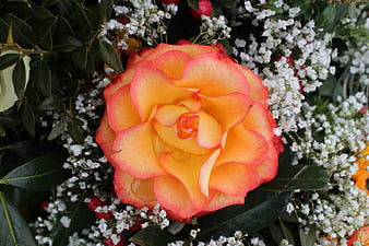 Vibrant Orange Rose with Baby's Breath and Greenery