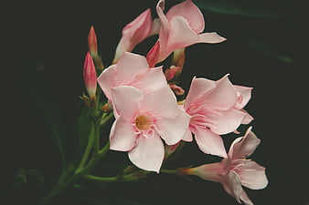 Pink Oleander Flowers on Dark Background