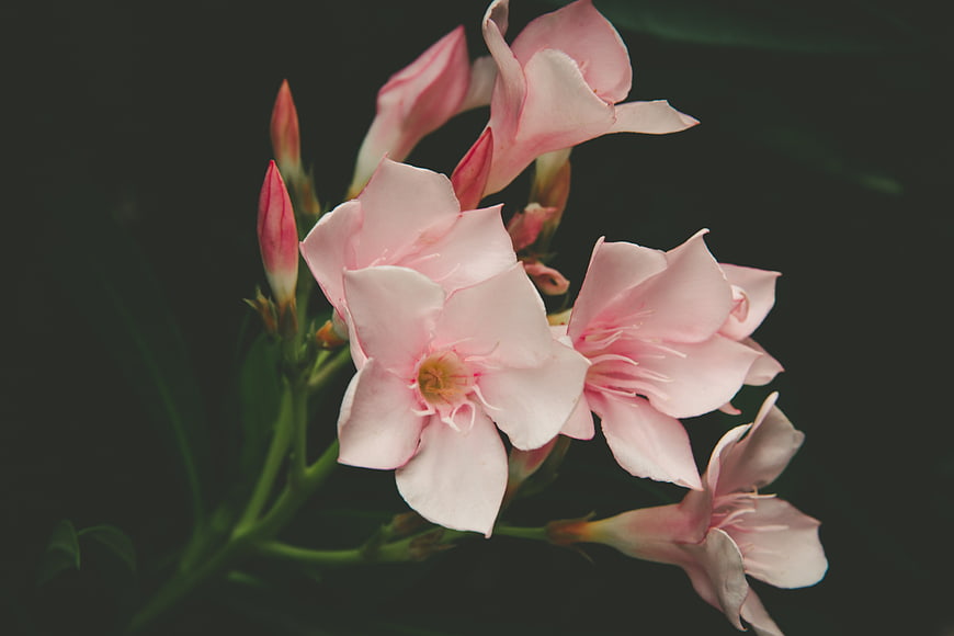 Pink Oleander Flowers on Dark Background