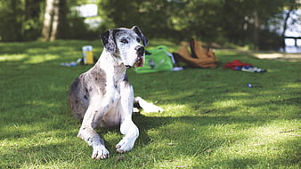 Great Dane Dog Resting on Green Grass in Park