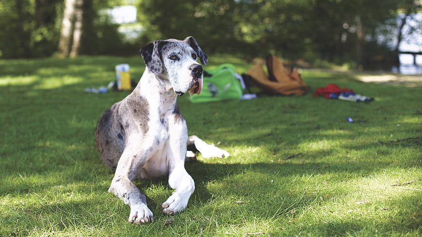 Great Dane Dog Resting on Green Grass in Park