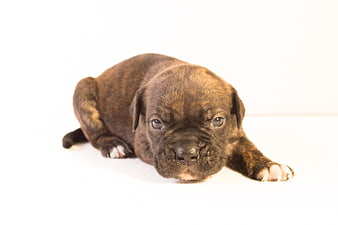 Cute brindle puppy lying on white background