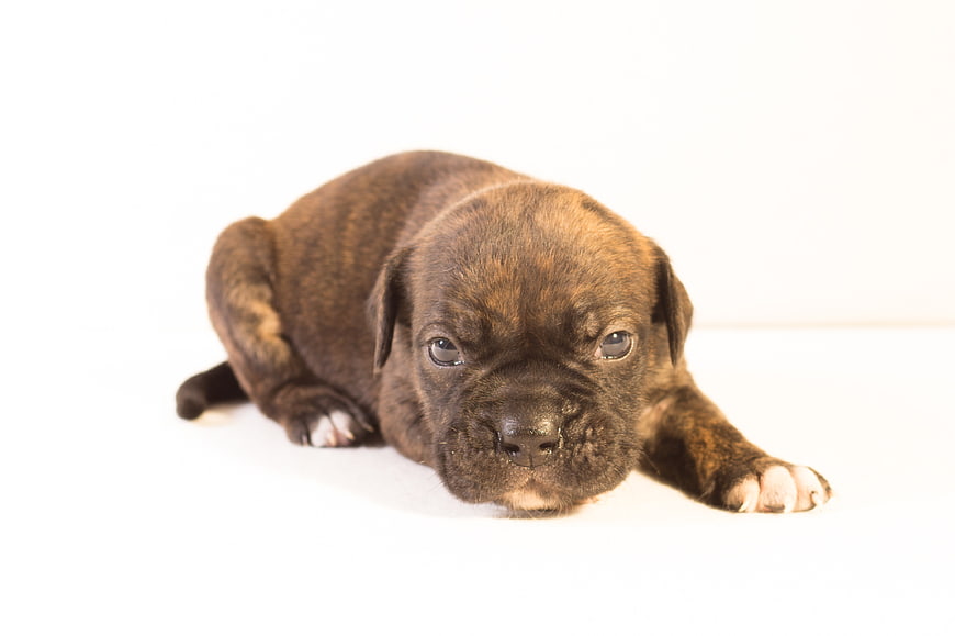 Cute brindle puppy lying on white background
