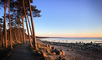 Sunlit Pine Forest Path Along Rocky Coastal Shoreline at Sunset