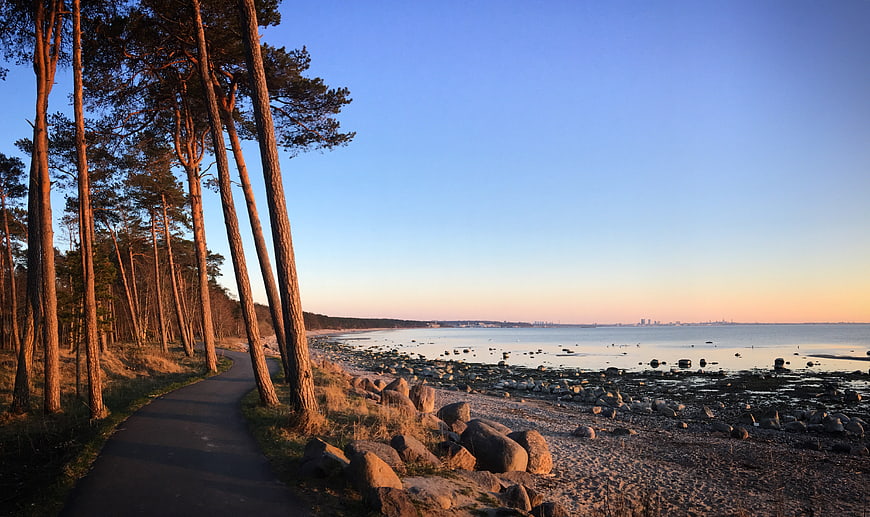 Sunlit Pine Forest Path Along Rocky Coastal Shoreline at Sunset