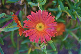Vibrant Orange Ice Plant Flower Close-Up