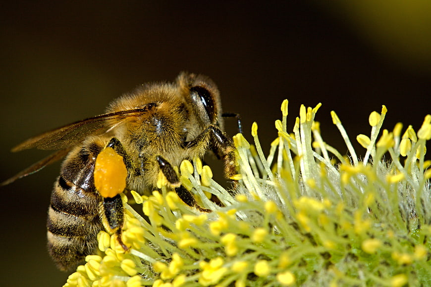 Macro Close-Up of Honey Bee Pollinating Yellow Flower